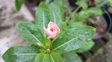 Yeşil yapraklar ve su incileri ile güzel pembe Vinca çiçeği (Catharanthus roseus), dayanıklılığı sembolize eder ve sık sık bitkisel tedavilerde kullanılır..