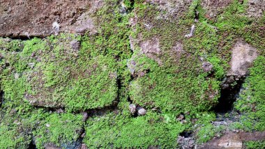 Eski tuğlalardaki yeşil yosun doğal ve organik bir doku oluşturarak eskimiş ve eskimiş bir görünümle yosunlu tuğla bir arka plan oluşturur.