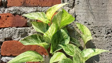 Lush Epipremnum aureum (Altın Pothos): Güzel çeşitliliğe sahip Popüler Şeytanın Sarmaşığı veya Para Fabrikası, Herhangi Bir Yer İçin Kolay Bakım Evi