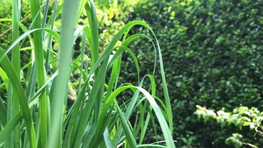 Doğal Ayar 'da canlı Lemongrass Bush (Cymbopogon Citratus): Aşçılık ve Temel Yağ İçin Aromatik Yapraklar