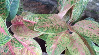 Pembe, yeşil ve beyaz çeşitliliğe sahip canlı Aglaonema ve Caladium yaprakları, ev dekorasyonu ve hava temizliği için egzotik tropikal bitkiler