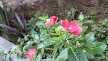 Güzel pembe Vinca çiçeği (Catharanthus roseus) yağmur damlaları ve yemyeşil yapraklı, dayanıklılığı sembolize eden ve geleneksel iyileştirme amaçları ve dekorasyonu için yaygın olarak yetiştirilen