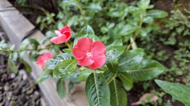Canlı pembe Periwinkle çiçeğinin (Catharanthus roseus) geleneksel bitkisel tıpta kullanılan ve esnekliğiyle bilinen tropikal bir süs bitkisi olan su damlacıklarıyla yakın çekimi.