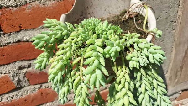 Eşeğin Kuyruğu Bitki Yaprağı: Sağlıklı Sedum Morganianum 'un Yakın Çekimi, Asma Sepetleri ve Çevre dostu Dekorasyon İçin Mükemmel Yeşil Sulu