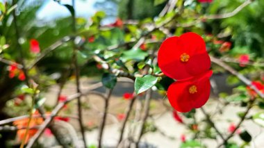 Parlak kırmızı dikenli taç çiçek (Euphorbia milii) canlı çiçek, doğal güneş ışığı altında narin çiçek ayrıntıları sergilenir.