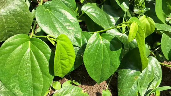 Piper Betle Bitkisi 'nden Kalp Şekli Betel Yaprakları, Canlı ve Parlak Yeşil Bitki Bahçede Büyüyor, Geleneksel Asya Bitkisel İlaçları