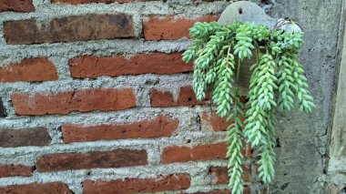 Sağlıklı Sedum morganianum: Uzun Kökler ve Kalın Yeşil Yapraklarla Dolu Bitki Asmak