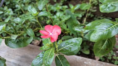Canlı pembe Periwinkle çiçeğinin (Catharanthus roseus) geleneksel bitkisel tıpta kullanılan ve esnekliğiyle bilinen tropikal bir süs bitkisi olan su damlacıklarıyla yakın çekimi.