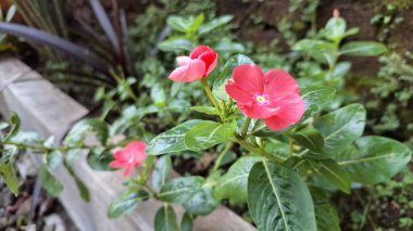 Güzel pembe Vinca çiçeği (Catharanthus roseus) yağmur damlaları ve yemyeşil yapraklı, dayanıklılığı sembolize eden ve geleneksel iyileştirme amaçları ve dekorasyonu için yaygın olarak yetiştirilen