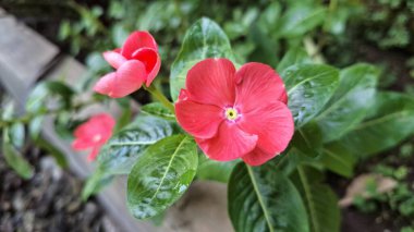Pembe Gül Periwinkle (Catharanthus roseus) taç yapraklarında su incileri, süs güzelliği ve doğal bitkisel ilaçlarda ve geleneksel tıpta kullanımıyla bilinen tropikal çiçek.