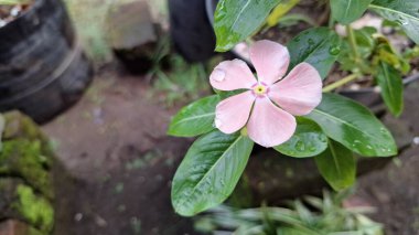 Geleneksel tıpta kullanılan popüler bir tropikal çiçek bitkisi olan su damlacıkları ile canlı pembe Periwinkle çiçeği (Catharanthus roseus).