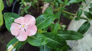 Yeşil yapraklar ve su incileri ile güzel pembe Vinca çiçeği (Catharanthus roseus), dayanıklılığı sembolize eder ve sık sık bitkisel tedavilerde kullanılır..