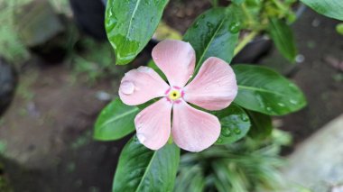 Canlı pembe Periwinkle çiçeğinin (Catharanthus roseus) geleneksel bitkisel tıpta kullanılan ve esnekliğiyle bilinen tropikal bir süs bitkisi olan su damlacıklarıyla yakın çekimi.