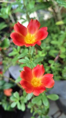 Portekiz Oleracea Granatus Çiçek Yapraklarının Yakın Çekimi Gün Işığıyla Parıldadı