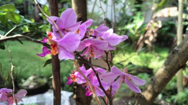 Eşsiz Goeppertia loeseneri (Calathea loeseneri): Büyüleyici Gümüş Üst Yapraklar, Koyu Kırmızı Alt Yapraklar ve Nazik Pembe Bloom, Botanik Konseptler İçin Mükemmel