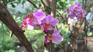 Close-Up of White and Purple Doritaenopsis Orchid Bloom, Beautiful Phalaenopsis Hybrid Symbolizing Love, Luxury, and Natural Tranquility in a Tropical Garden Setting