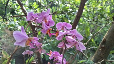 Close-up of Doritaenopsis Orchid, Elegant Floral Beauty, Perfect for Home Decor and Botanical Themes