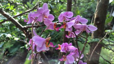 Mor Orkide Çiçekleri: Narin Yaprakların Yakın Çekimi ve Yeşil Yapraklar, Çiçek veya Doğayla İlgili İçerik İçin İdeal