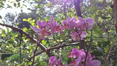 Narin Beyaz-Mor Doritaenopsis Orkide Çiçek Gösterimi Botanik Temalar İçin Egzotik Yapraklar ve Doğal Zarafet