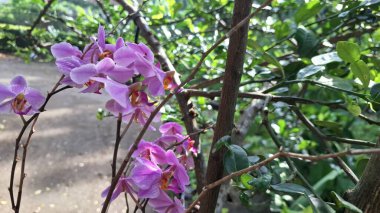 Büyüleyici Beyaz ve Mor Doritaenopsis Orkide Çiçeği, Zarif Phalaenopsis Melez Doğal Ayar Güzelliği ve Şatafatı Sembolize Ediyor