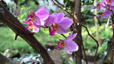 Narin Beyaz-Mor Doritaenopsis Orkide Çiçek Gösterimi Botanik Temalar İçin Egzotik Yapraklar ve Doğal Zarafet