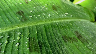Muz Yaprağı ile Sabah Çiyi Makro Şat Su Boncukları ve Tropikal Bitki Dokusunu Gösteren