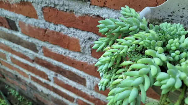 Yeşil İzleme Sulu: Kapalı Bahçe ve Eşsiz Botanik Kavramları İçin Eşeğin Kuyruk Bitkisi