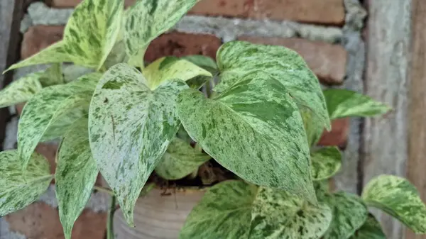 Epipremnum aureum (Altın Pothos): Klasik Şeytan Sarmaşığı veya Para Fabrikası, Güzel Variegated Green ve Golden Leaves 'e sahip bir Bakım Evi