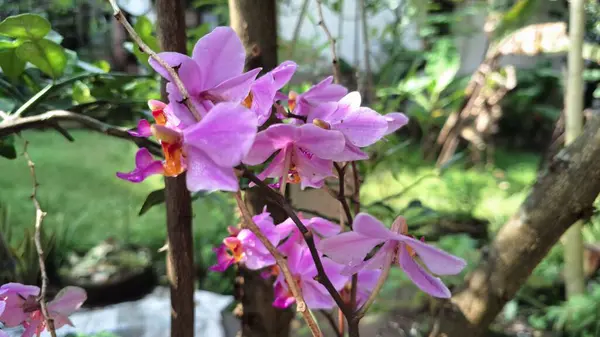 Eşsiz Goeppertia loeseneri (Calathea loeseneri): Büyüleyici Gümüş Üst Yapraklar, Koyu Kırmızı Alt Yapraklar ve Nazik Pembe Bloom, Botanik Konseptler İçin Mükemmel