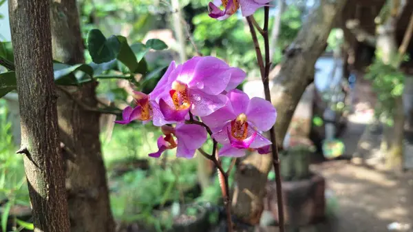 Goeppertia loeseneri (Calathea loeseneri) Kapanış: Sergilenen Gümüş desenli Yapraklar, Ayırt Mor Alt ve Lush Interiors için Hassas Soluk Pembe Çiçek