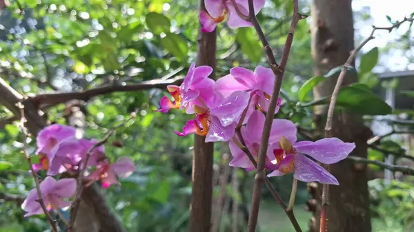 Lush Calathea loeseneri (Goeppertia loeseneri): Zarif Gümüş Ton Yaprakları, Canlı Mor Sırtlar ve Bir Yumuşak Pembe Çiçek, Popüler Süslü Ev Çiçeği