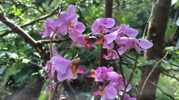 Mor Orkide Çiçekleri: Narin Yaprakların Yakın Çekimi ve Yeşil Yapraklar, Çiçek veya Doğayla İlgili İçerik İçin İdeal