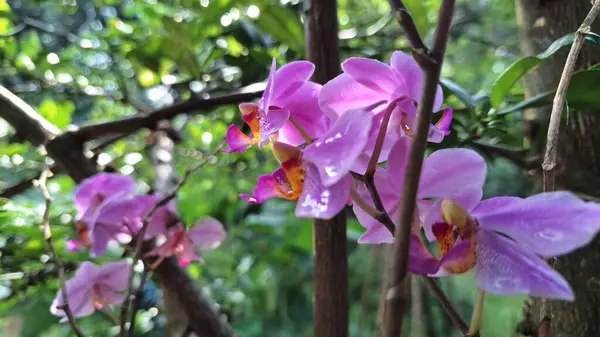 Zarif Phalaenopsis Orkide Melezi Beyaz ve Mor Çiçekler Güzellik, Saflık ve Doğadaki Lüks Sembolü