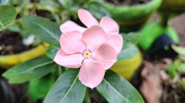 Güzel pembe Vinca çiçeği (Catharanthus roseus) yağmur damlaları ve yemyeşil yapraklı, dayanıklılığı sembolize eden ve geleneksel iyileştirme amaçları ve dekorasyonu için yaygın olarak yetiştirilen