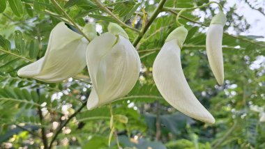 Beyaz Sesbanya 'nın Macro Fotoğrafı Büyük Çiçek Tropikal Yenilebilir Bitki Geleneksel Asya Tabaklarında Popüler Bitki Özellikleriyle