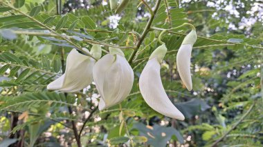 Sesbania Grandiflora Ağaç dalında Beyaz Yenilebilir Çiçekler Tropik Tropikal Çiçekler Bulaşıklarda ve Doğal Bitkisel Tedavilerde Kullanılıyor