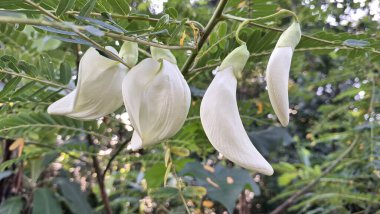 Susbania Grandiflora 'nın Asılan Beyaz Çiçekleri Katurai olarak bilinen Yenilebilir Bitki veya Asya Yemek ve İyileştirme Ülkelerinde Agati