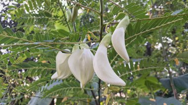 Bahçe Sinekkuşu Ağacı 'ndaki Beyaz Çiçekli Sesbania Grandiflora Ağacı Güneydoğu Asya' daki Mutfak Tabakları ve Bitkisel Tedavilerde Kullanılıyor