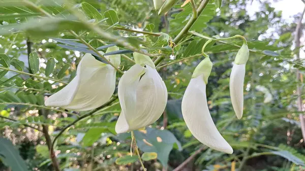Sesbania Grandiflora 'nın beyaz çiçek tomurcukları ya da Focus' ta Agati Ağacı Asya mutfağında ve geleneksel tıpta kullanılan bitkisel yenilebilir çiçek.