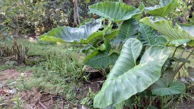 Yenilebilir taro bitkisi Colocasia esculenta arka bahçesinde yetiştirildi. Büyük yapraklar tarım eğitimi için mükemmeldi. Mutfak ve botanik stok içeriği için mükemmeldi.