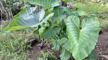 Colocasia esculenta taro bitkisi yenilebilir kökleri ve yeşil yaprakları ile tropikal bahçede yetişen tarım botanik pişirme ve sürdürülebilir tarım kavramları için idealdir.