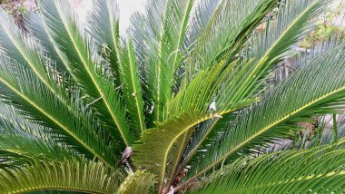 Yeşil Cycas Revoluta 'nın Doğa Dokusunu Güneş Işığı Altında Bırakıyor, Tropikal Bahçe Kavramları ve Organik Şablonlar İçin ideal