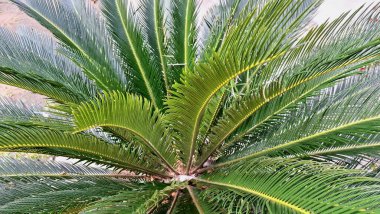 Doğal, Orman ve Çevre Tarzı Tasarımı İçin Parlayan Yeşil Palmiye Önlerinin Soyut Arkaplanı Cycas Revoluta Yaprakları