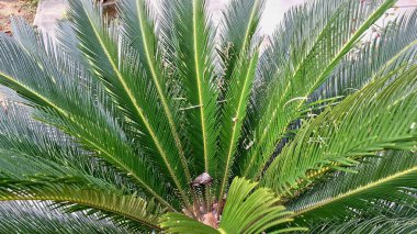 Tropikal Yeşil Cycas Revoluta Palm Yaprakları Güneş Işığında, Doğanın Çevre Temalı Projeler ve Botanik Sanatlar Arkaplanı