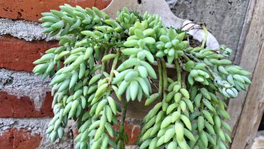 Canlı Burro Kuyruk Bitkisi: Jöleli Fasulye Yapraklı Yeşil Sulu, Kapalı Dekor İçin Mükemmel