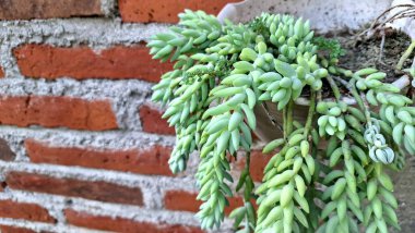 Eşsiz Yaşam Dekoru: Burro 'nun Kuyruğu (Sedum morganianum), Her Ev İçin Büyüleyici Bir İzleme Suyu