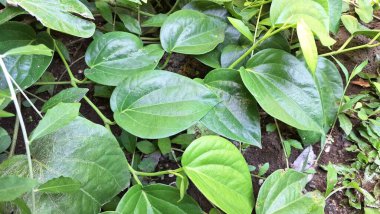 Yemyeşil Betel Toprakta Yapraklar, Parlak Piper Betle Bitkisi Kapalı, Bitkisel İlaç ve Doğal İlaçlar İçin Kullanılan Aromatik Geleneksel Asya Bitkisi