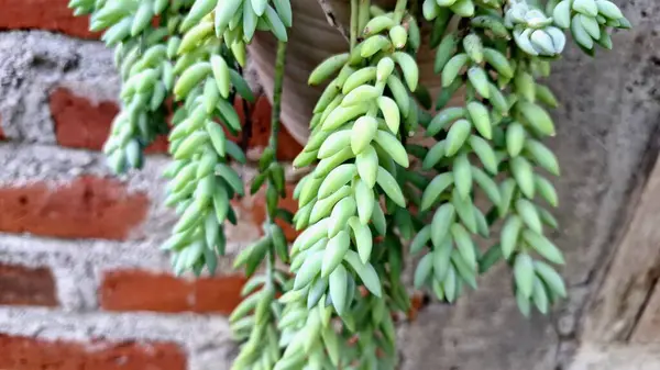 Sedum morganianum Houseplant: Eşsiz Yaprak Şekliyle Süslü Sulu, Asılı Bitkiler İçin Harika