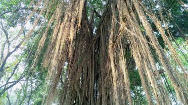 Antik Ficus benjamina Ağacı Büyük Hava Kökleri ve Ağaç Kabuğu dokusu, Arka plan için Doğa Fotoğrafı, Duvar Kağıdı veya Çevre Teması