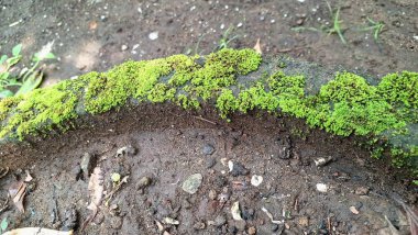 Rutubetli Duvar yüzeyinde yosun hasarı. Vahşi Yosun Yetiştirme Yapısı, Eski ve Kötü Korunan Yapılarda Duvar Belirsizliğine, Kırıklara ve Nemlendirme Sorunlarına Yol Açar